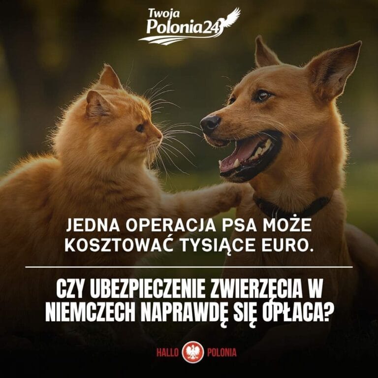 Ubezpieczenie zdrowotne dla zwierząt w Niemczech dla psa i kota czy warto