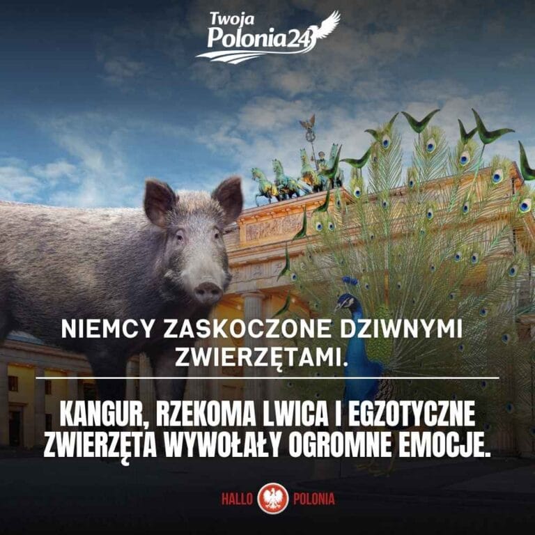 Dziwne zwierzęta w Niemczech oraz doniesienia o kangurze, lwicy i wilkach