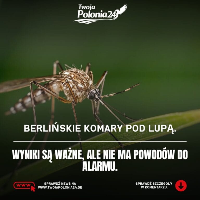 komary w Berlinie badanie Charité 24 tysiące owadów