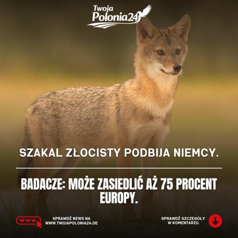 szakal złocisty w Niemczech może zasiedlić 75 procent Europy