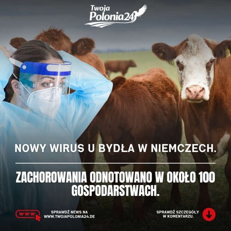 Nowy wirus u bydła w Niemczech i chore krowy w gospodarstwie