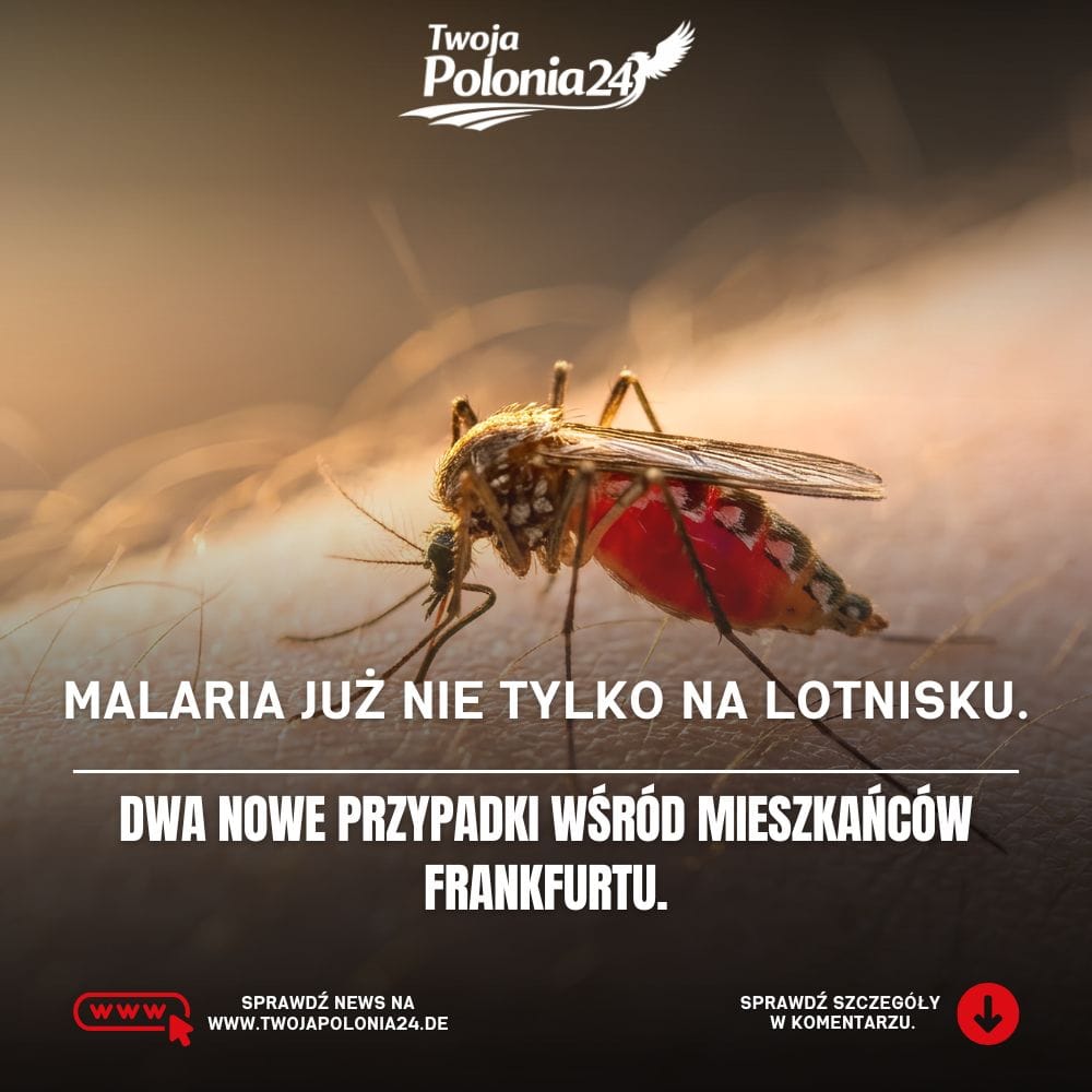 Malaria we Frankfurcie – nowe przypadki zakażeń w pobliżu lotniska